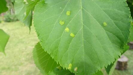 Tehetek valamit a hársfa levelein megjelent aggasztó tünetek ellen?