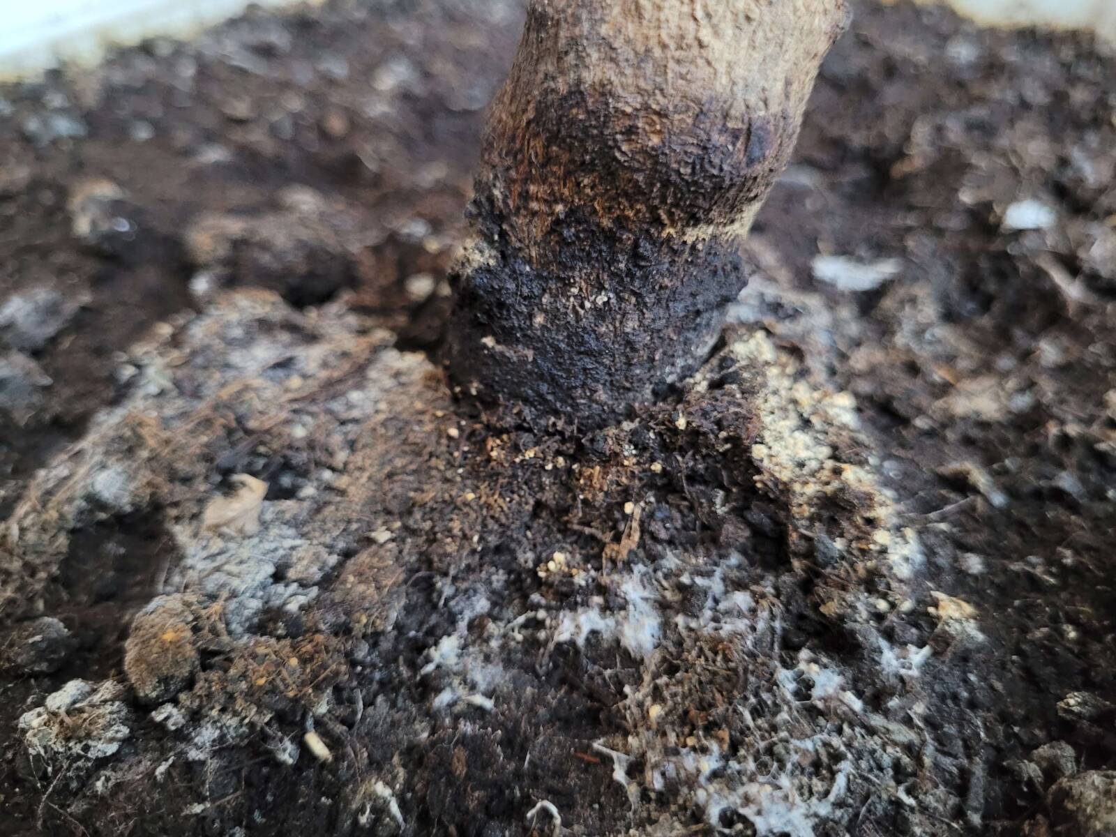 Kroton szártöve körül a talaj penészes