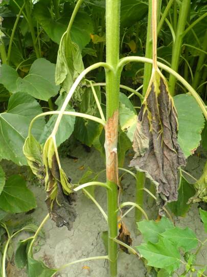 Sclerotinia sclerotiorum fertőzés a száron