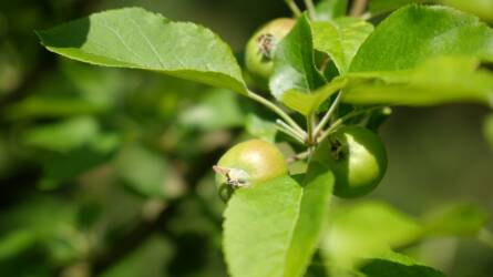 Lehet, hogy már most megfertőzte a lisztharmat az almafát?