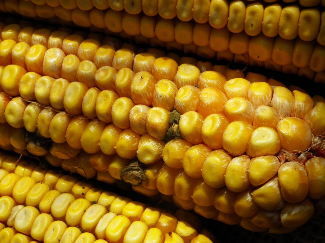 Bibefertőzés eredményeként az Aspergillus különböző szemeken jelentkezik