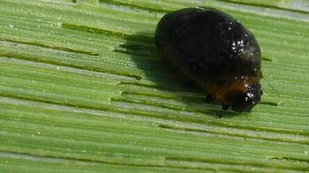 Kelésközeli állapotban vannak a vetésfehérítő bogarak tojásai – Szántóföldi növényvédelmi előrejelzés