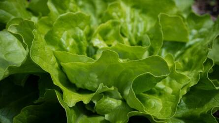 Miért szárad el a fóliában nevelt saláta levelének széle?