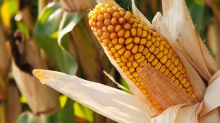 Toxinkontroll kukoricában