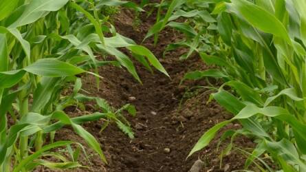 Csökken a kukorica ára az eső érkezésével