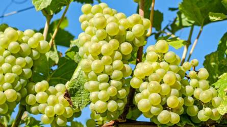 Kertészeti növényvédelmi előrejelzés: veszélyben a szőlők is