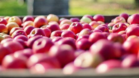 Új eljárással előre jelezhető, ha tárolás során foltossá válik az alma