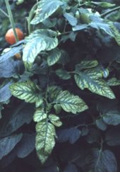 A magnéziumhiány gyakran a termésképzés kezdetén jelentkezik a zöldségfélék levelén