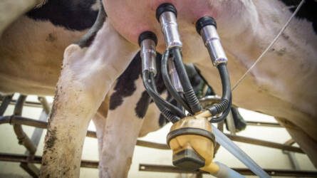A madárinfluenza „tejcseppfertőzéssel” terjedhet tehénről tehénre