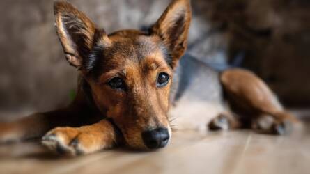Lehet-e depressziós a kutyánk?
