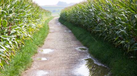 Késhet a kukorica vetése az esőzések miatt