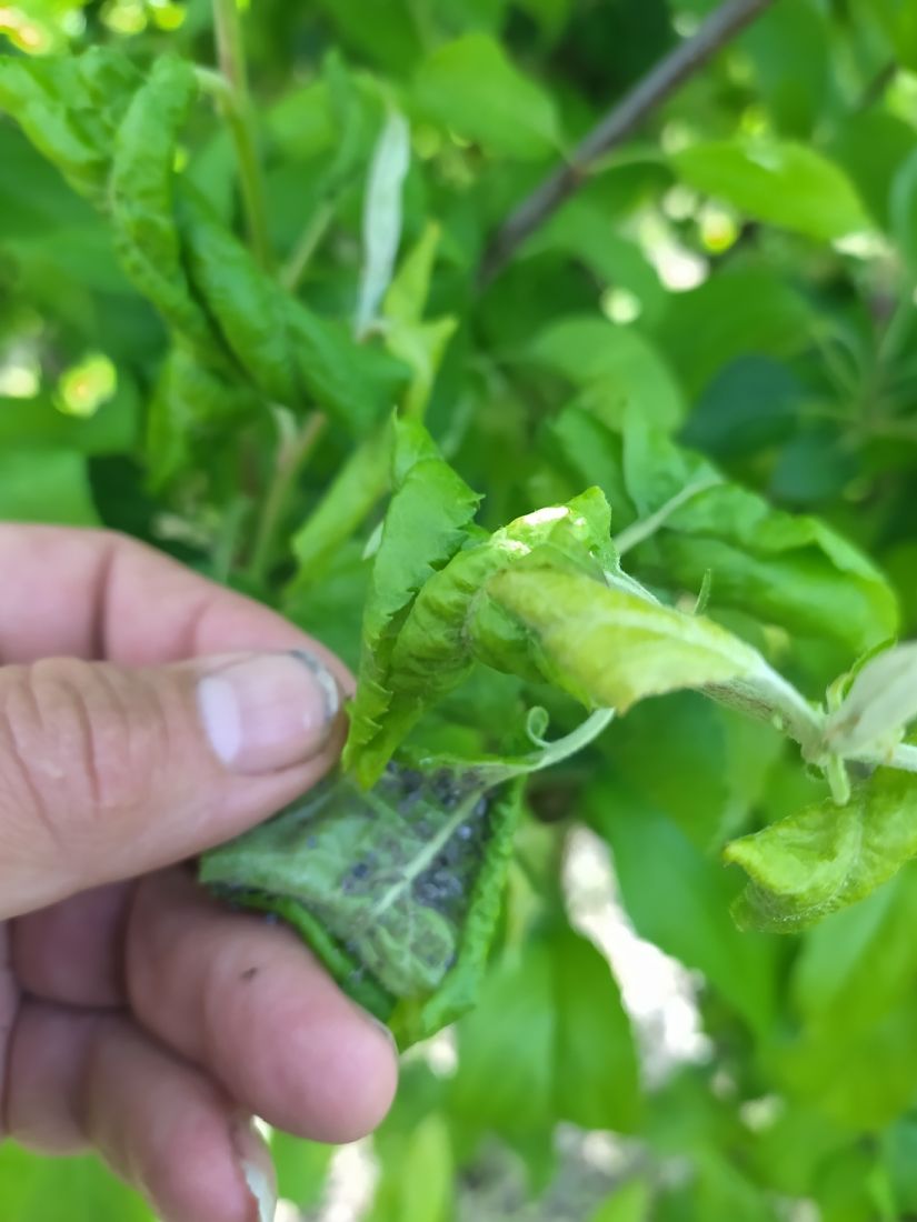 A szürke alma levéltetű, Dysaphis plantaginea faj gazdanövényt vált májusban