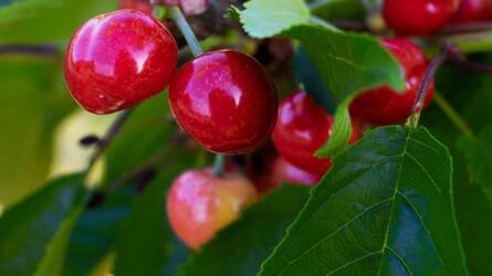 Színesedik a cseresznye - kell már permetezni a cseresznyelégy ellen?