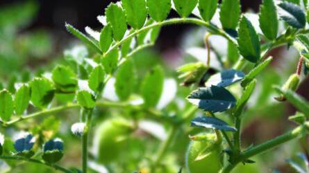 Rejtélyes növényegészségügyi probléma támadja a csicseriborsót