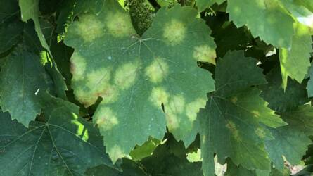 A szőlő peronoszpóra elleni védelme gyors felszívódású, rézmentes készítménnyel