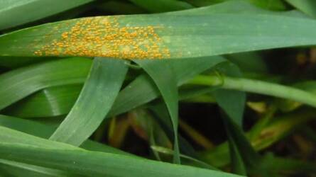 Szántóföldi növényvédelmi előrejelzés: jelentősen nőtt a sárgarozsda fertőzés nagysága