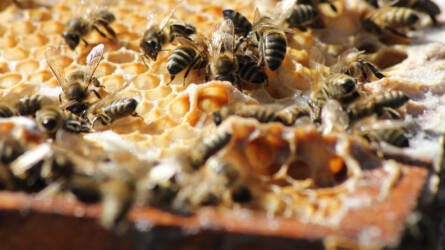 Egy mesterséges menedék megháromszorozta a méhállományt