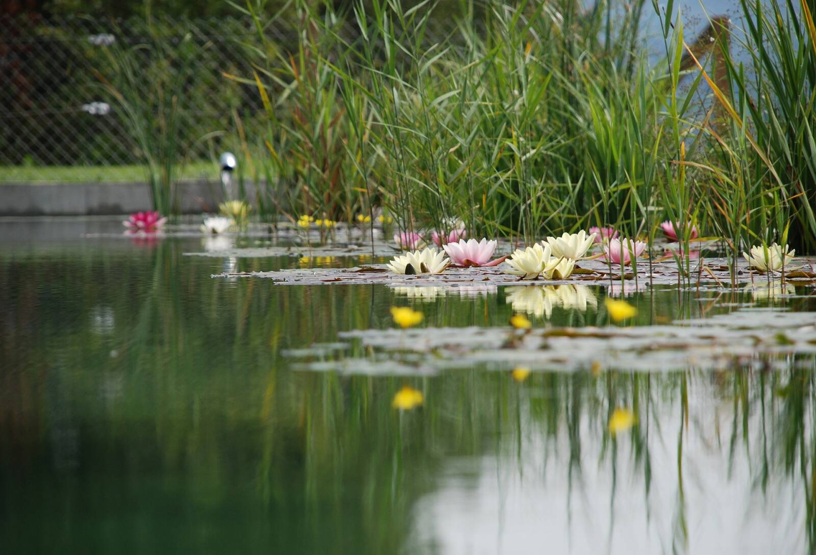 A tó szélére telepített vízinövények árnyékolnak és segítik a tó természetes ökoszisztémájának fenntartását