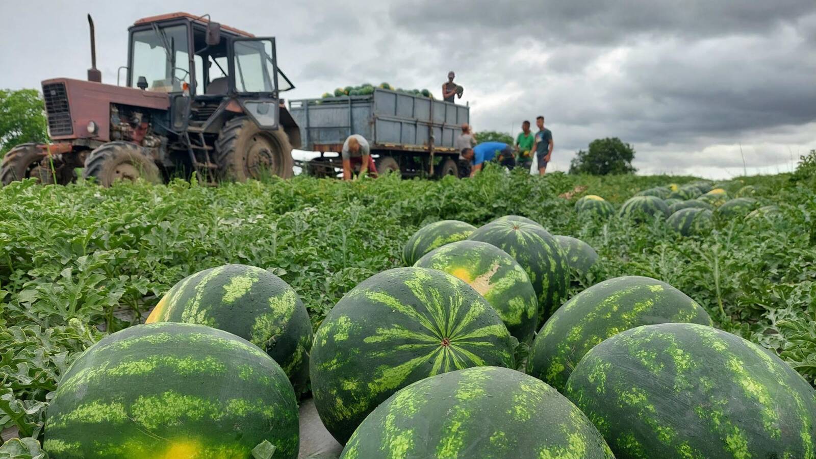 Hamarosan szedik a magyar dinnyét, jó termést várnak a gazdálkodók