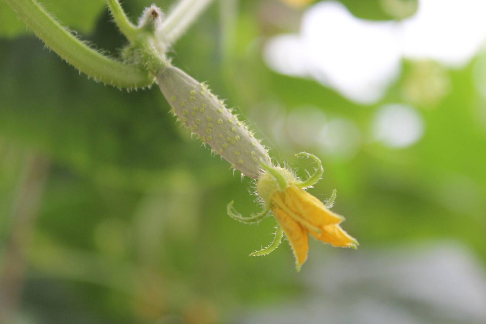 Az uborka nőivarú virága a terméskezdeménnyel