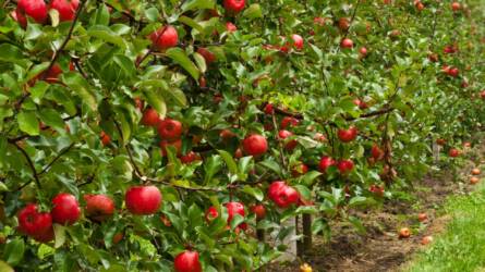 Minden a gyümölcsösök lombtrágyázásáról – Fókuszban az alma