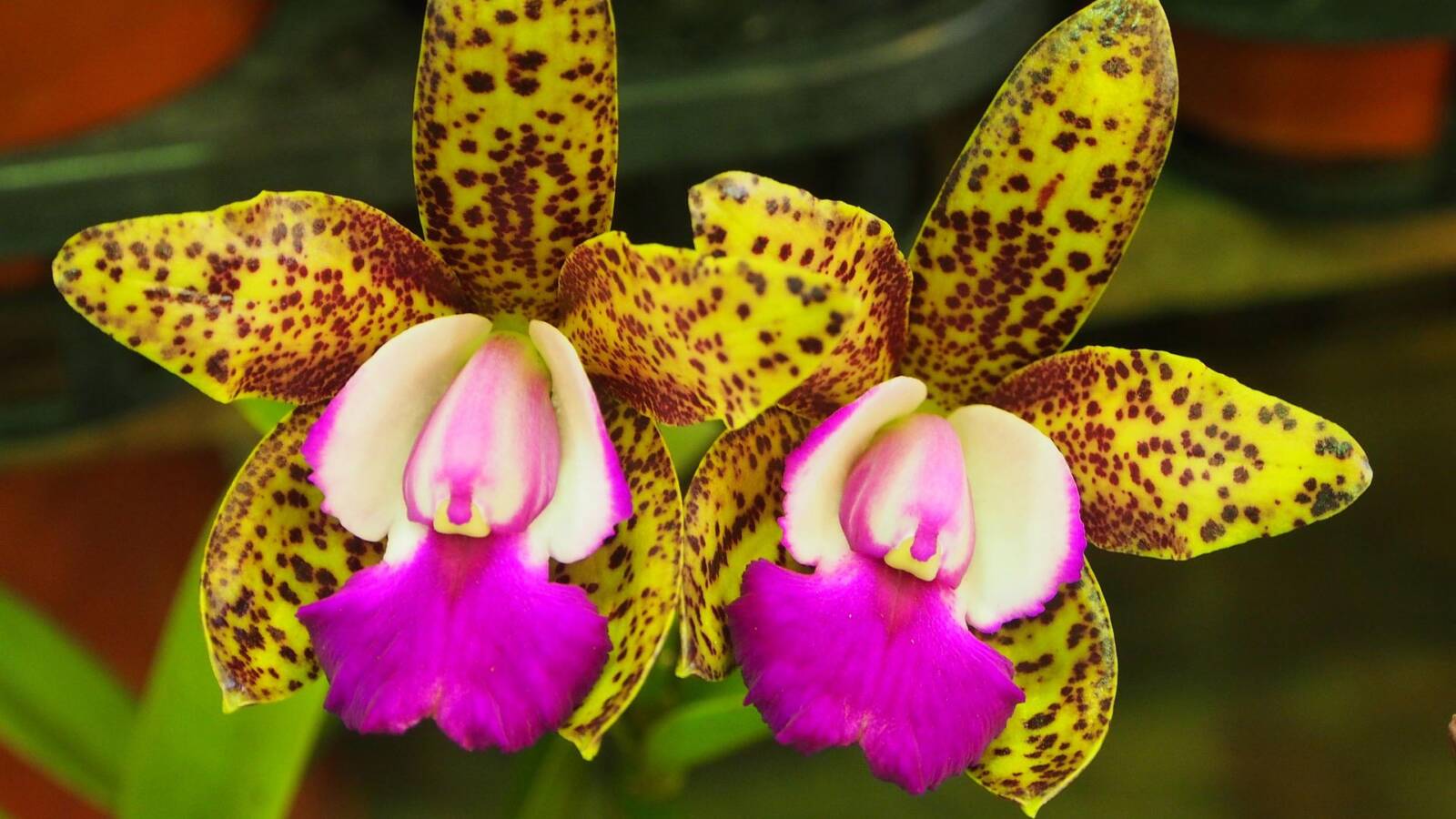 Cattleya-orchidea