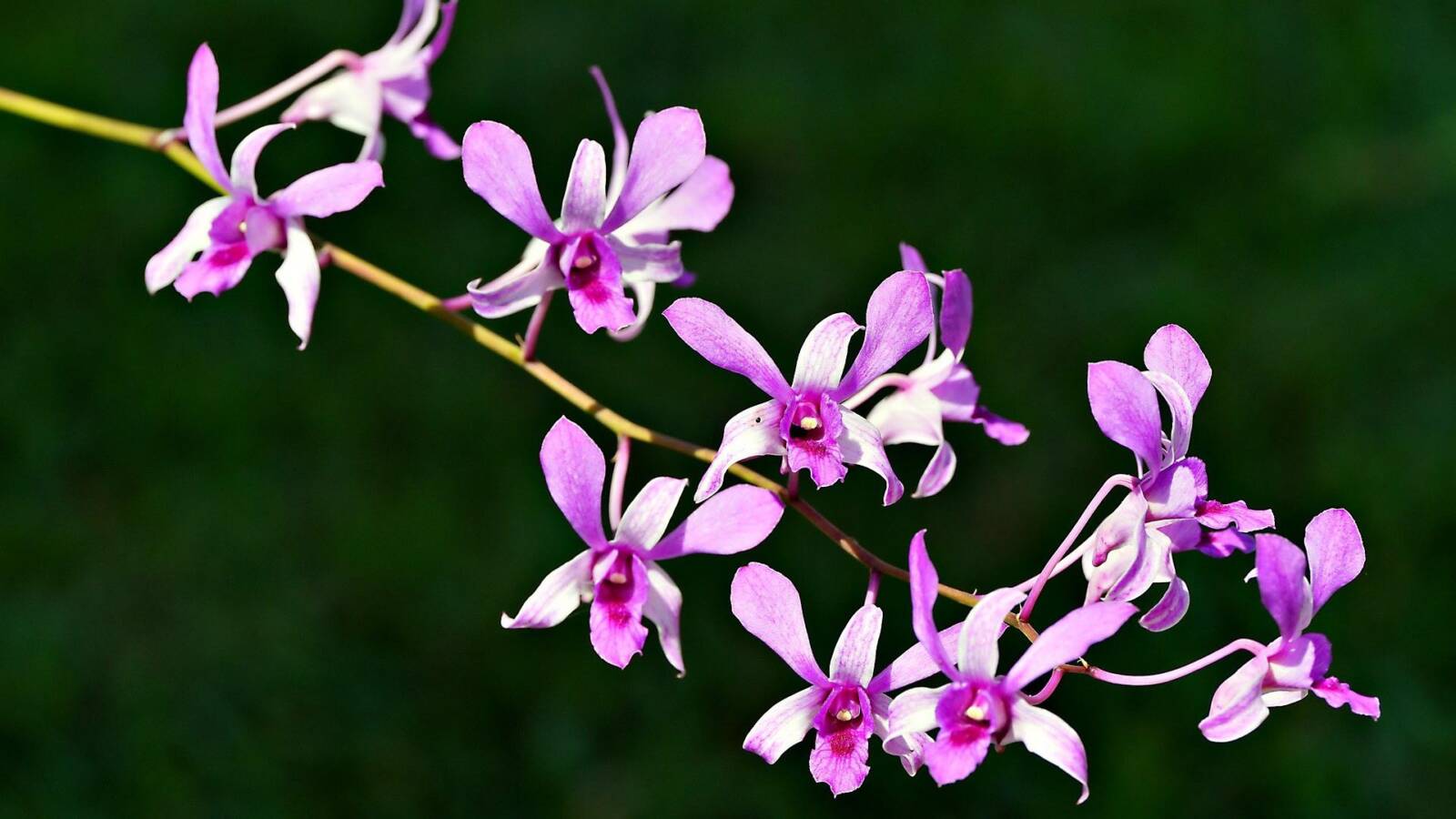 Dendrobium-orchidea