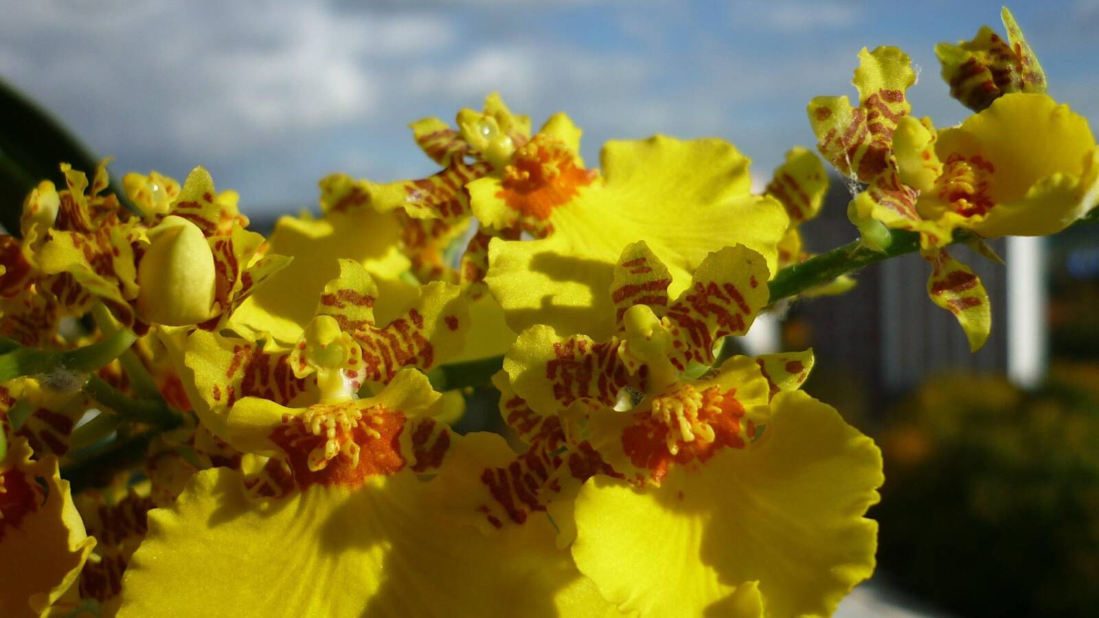 Oncidium-orchidea