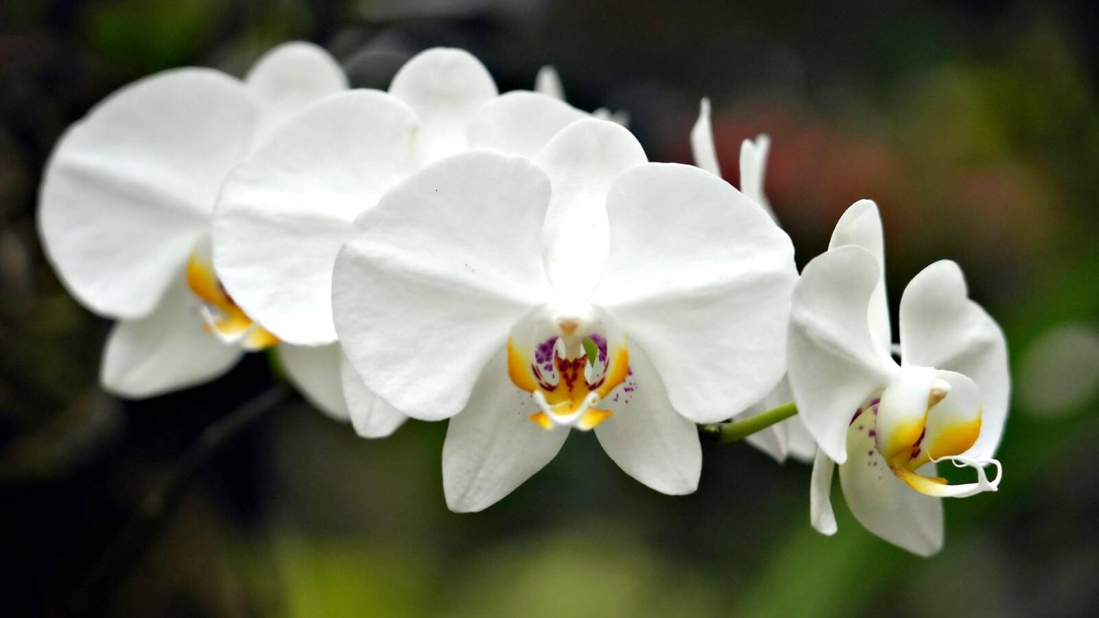 Phalaenopsis-lepkeorchidea