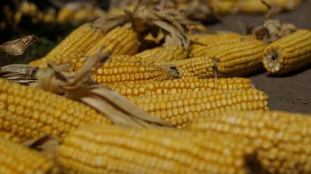 Nagyot csökkent a kukorica határidős ára