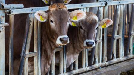 Gáz van Dániában: megadóztatják a szarvasmarhák szellentését