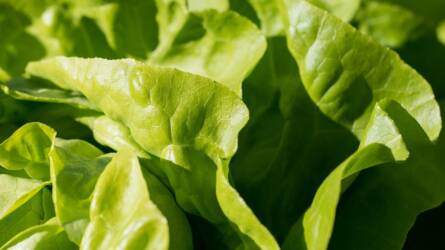 Minden eddiginél édesebb-ropogósabb salátát dobnak piacra