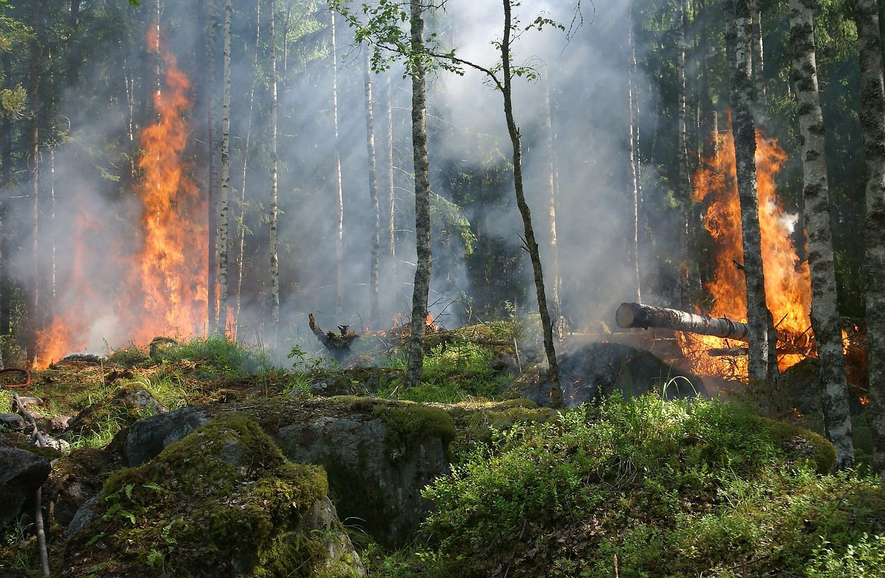 A koronatűz az erdőtűznek az a fajtája, amikor a cserjeszintről a lombkoronaszintre terjed fel a tűz