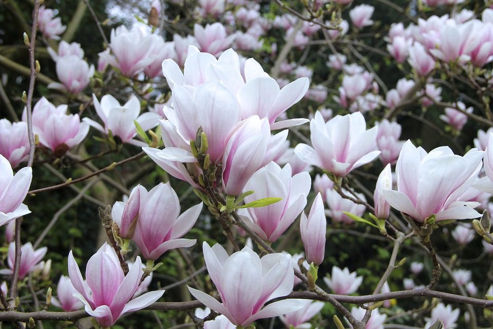 A liliomfa, vagyis magnólia kora tavasszal hozza tulipánra emlékeztető ezernyi virágát