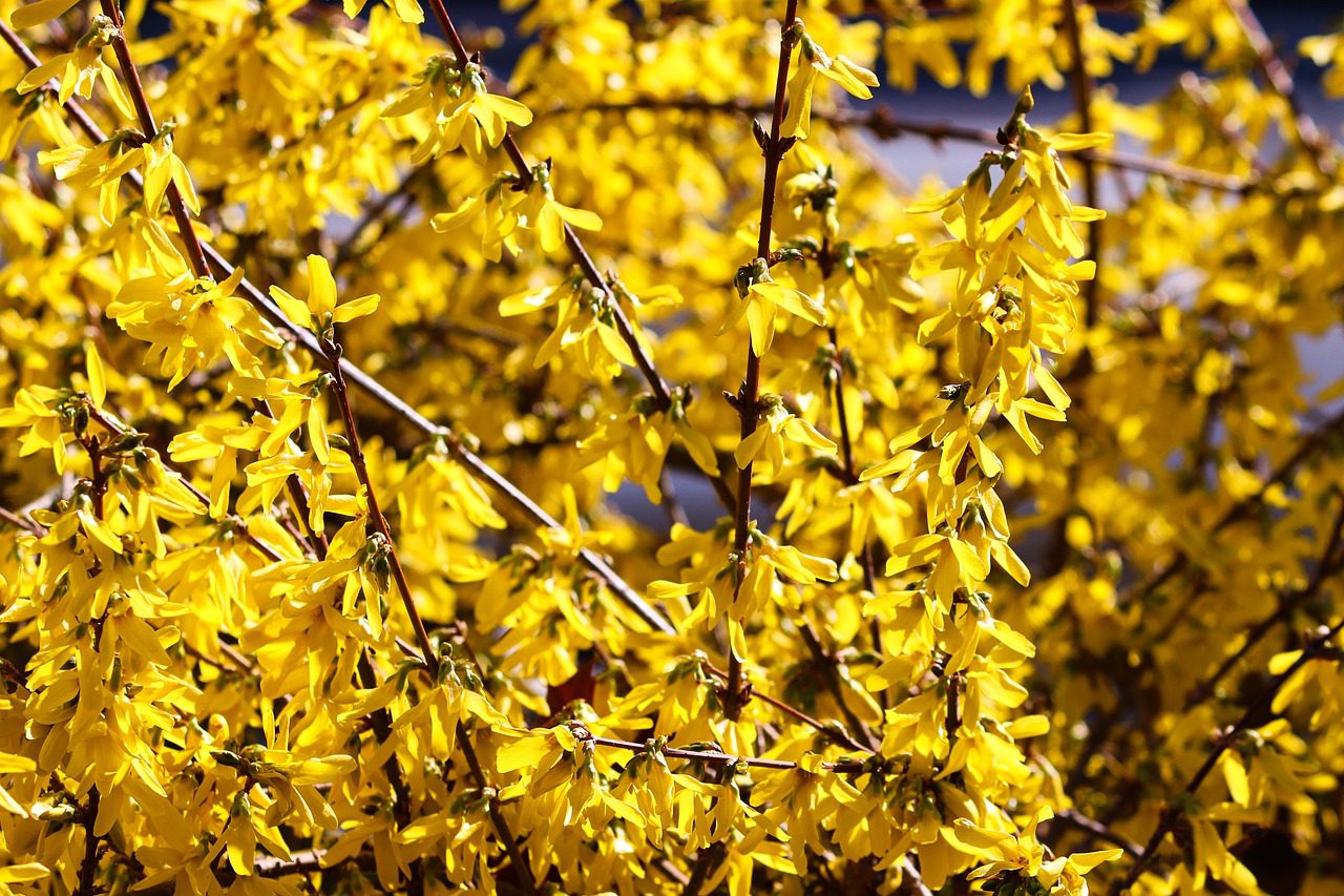 Az aranycserje - Forsythia - csoportosan vagy magányosan álló, négyszirmú sárga virágokat hoz