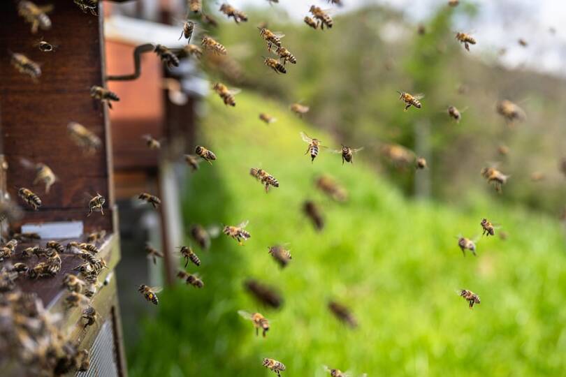 Ha méhcsalád foglalta el a madárodút, kérjük egy tapasztalt méhész segítségét!