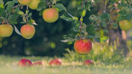 Milyen növényvédő szereket használhatunk az almánál varasodás és lisztharmat ellen?