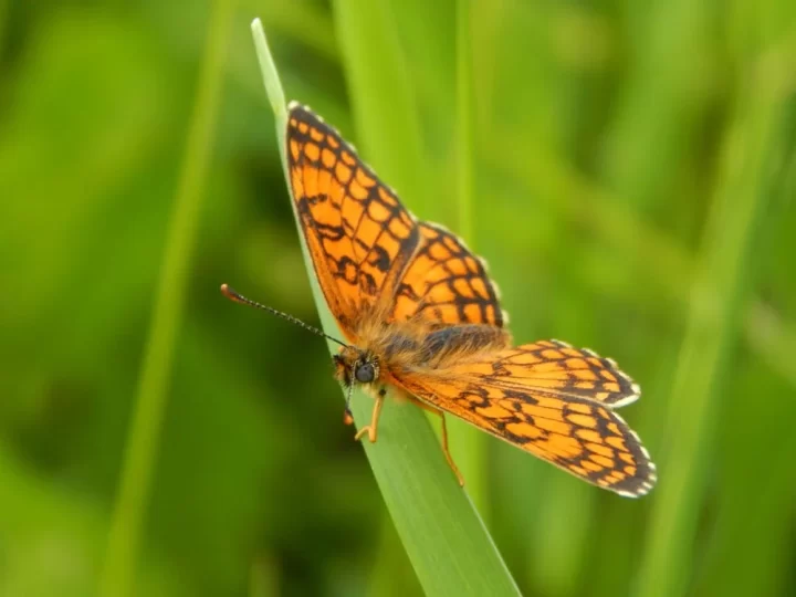 Lepkék és a lepkebarát kertek