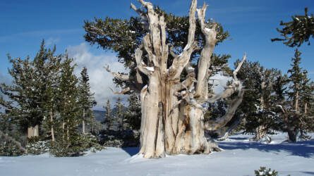 Ennyi éves a világ legidősebb fája, amelynek titokban tartják az élőhelyét