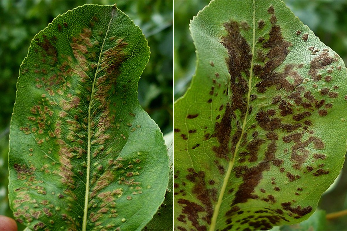 19. kép: A körte-gubacsatka megbarnult gubacsai egy levél felső és alsó felületén. Gazdanövény: nemes körte - Pyrus communis ismeretlen fajtája. Mosonmagyaróvár, egy házikertben, 2012.06.08.