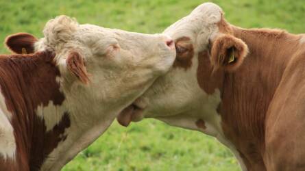 Friss információk a már szarvasmarhát is fertőző madárinfluenzáról