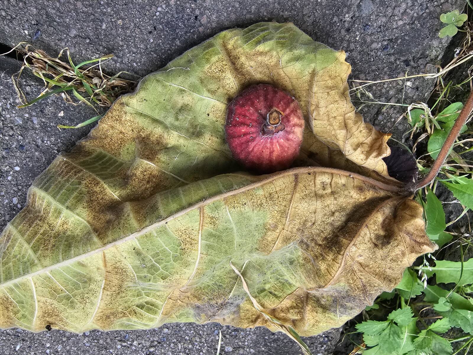 Lehet, hogy már a füge sem bírja a napot?