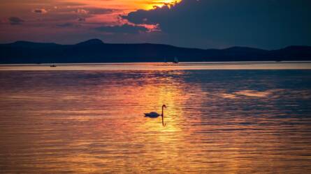 Az árvaszúnyogok jelzik, milyen állapotban van a Balaton