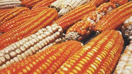 Olcsóbb a kukorica a jó termés miatt