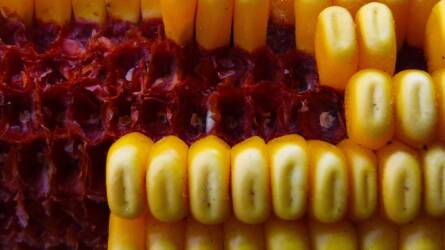 Lejtmenetben a kukorica, de minden ár csökkent a kánikula enyhülése miatt