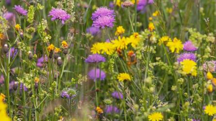 Allergiás kertészkedik – mi pontosan a pollen és mi a szerepe?