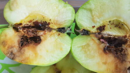 Mi okozza az alma és szilva éretlen terméseiben tapasztalt romlást?