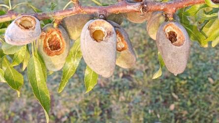 Miféle kártevő rághatta ki tömegesen a mandula terméseit?