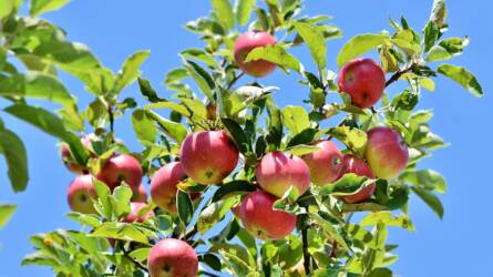Hullik az alma, sok az almamollyal fertőzött termés - Kertészeti növényvédelmi előrejelzés