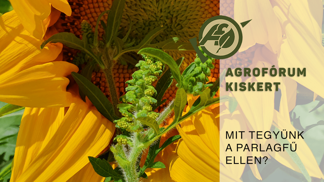 Mit Tegy nk A Parlagf Ellen Agrof rum Online mit-tegy-nk-a-parlagf-ellen-agrof-rum-online